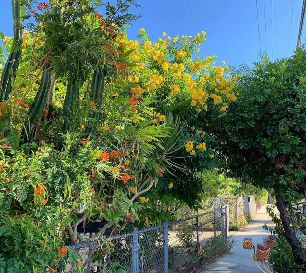 Echo Park Summer Blooms